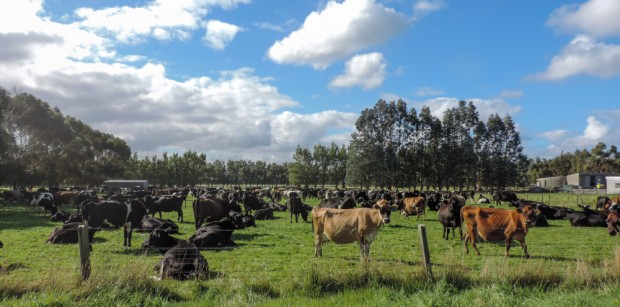 Cattle in the Catlins 