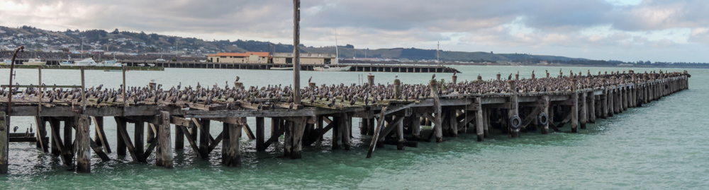 And by the way there are many cormorants in the harbour too, and these you do not have to pay for.