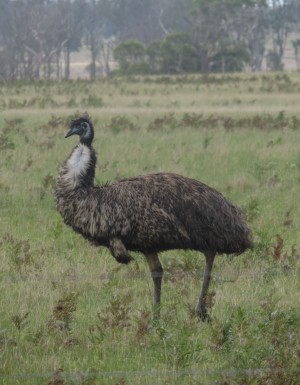Massive Emu