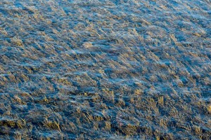 With a forest of sea weed
