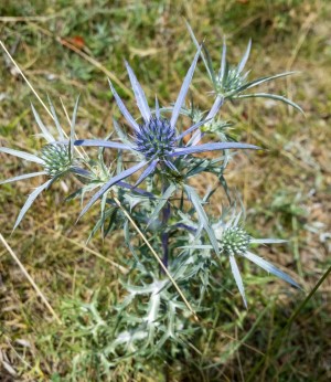 Thistles in Italy